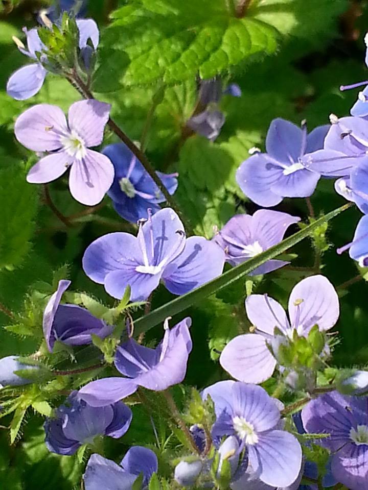 le printemps fleuri