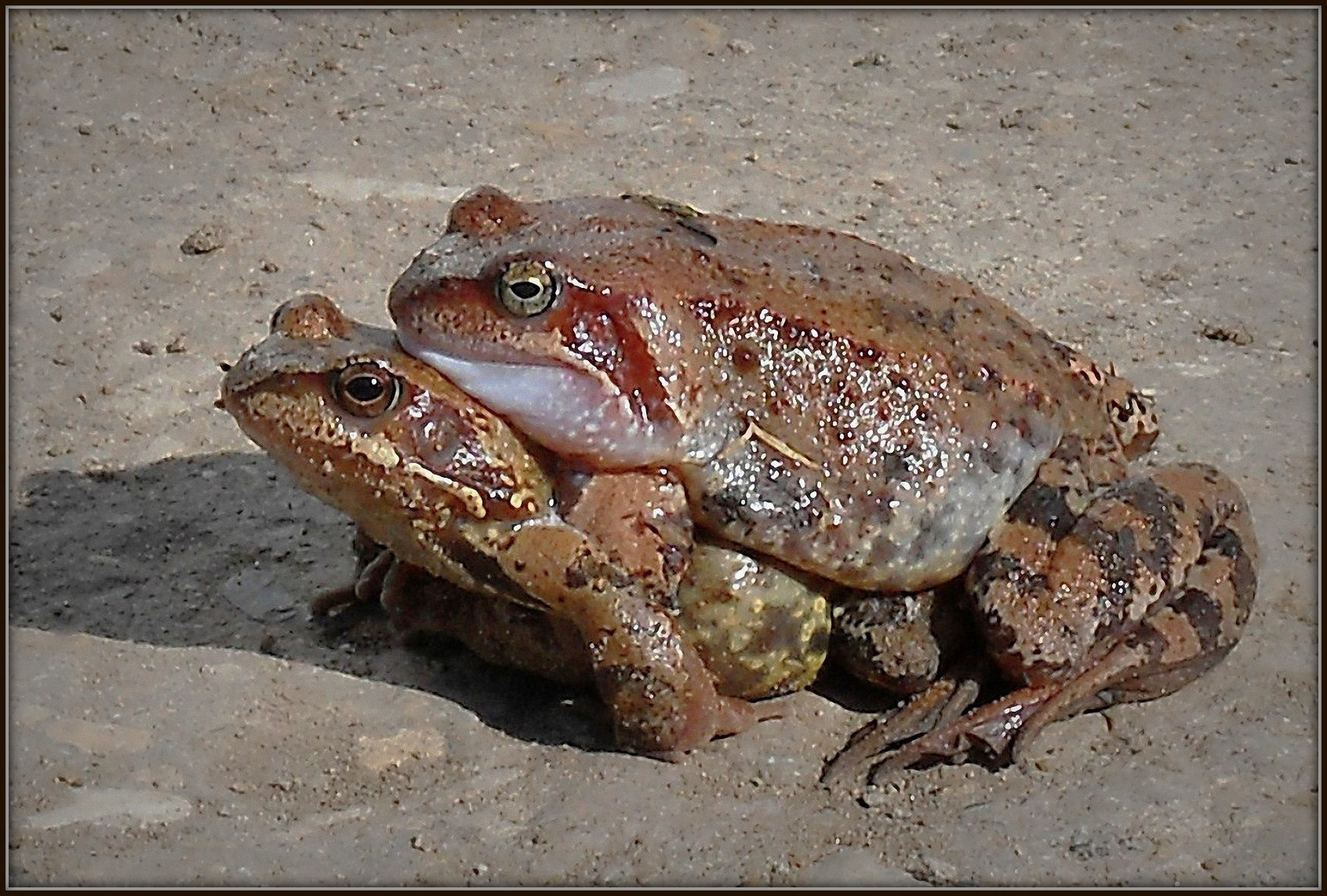 Le printemps, l'amour, les grenouilles