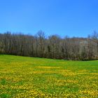 LE PRINTEMPS - Les couleurs de la nature