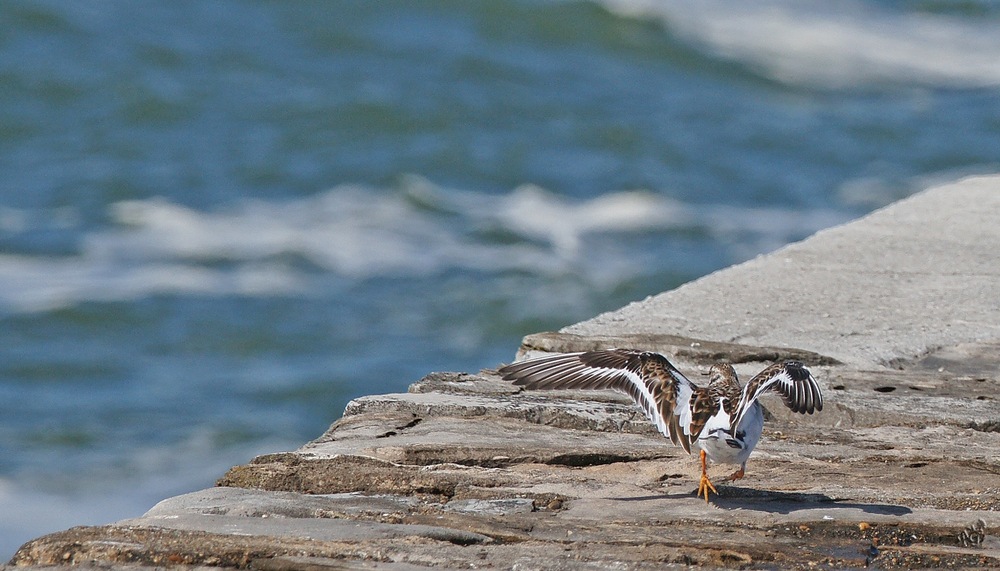 le printemps me donne des ailes ............