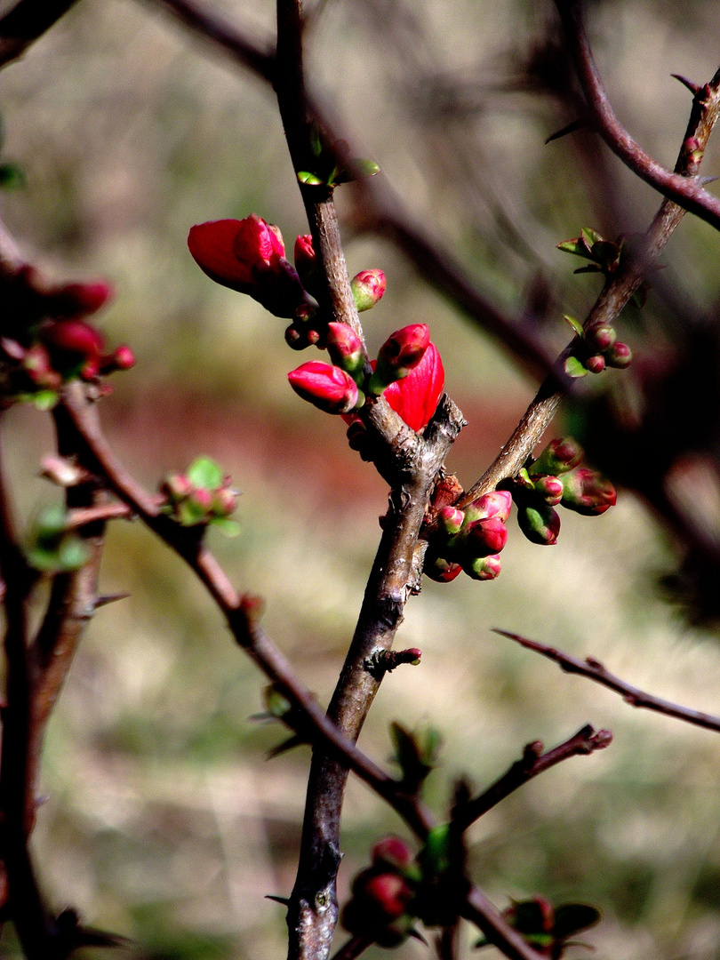 LE PRINTEMPS N EST PAS LOIN