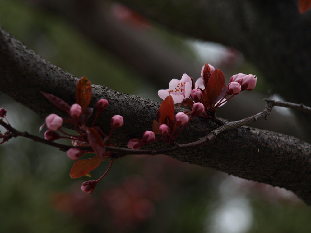 Le printemps! ou la vie en rose!