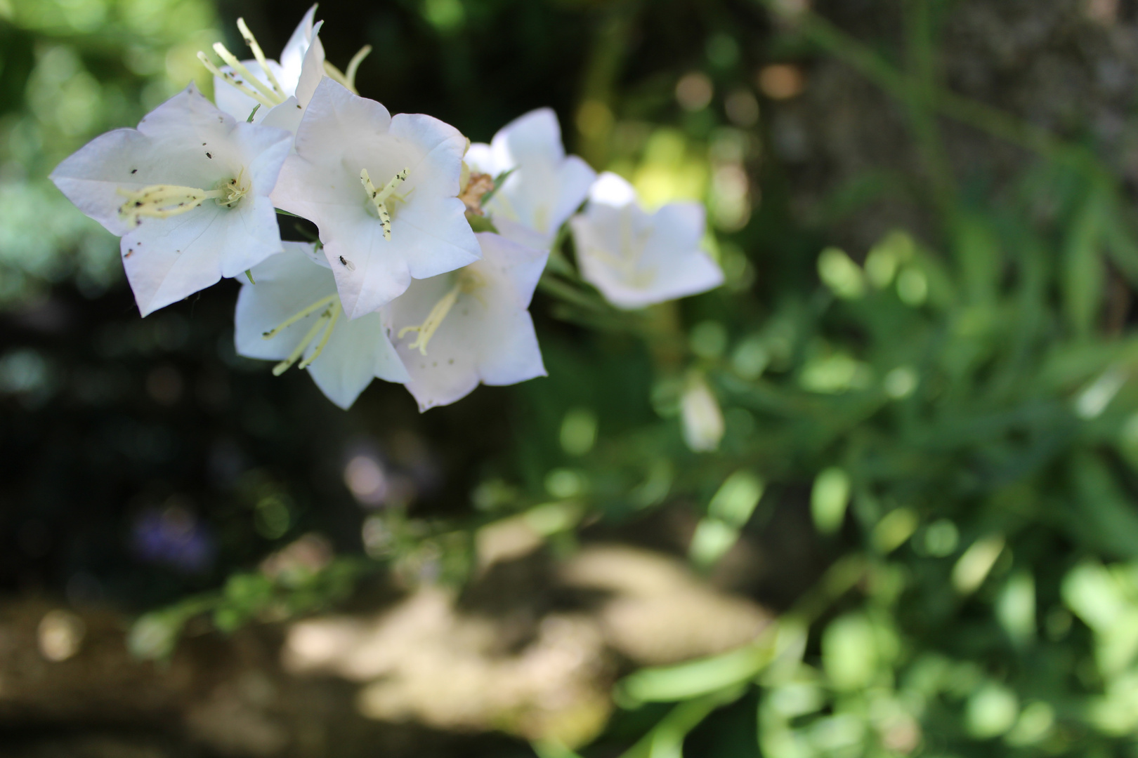 Le printemps pointe le bout de son nez