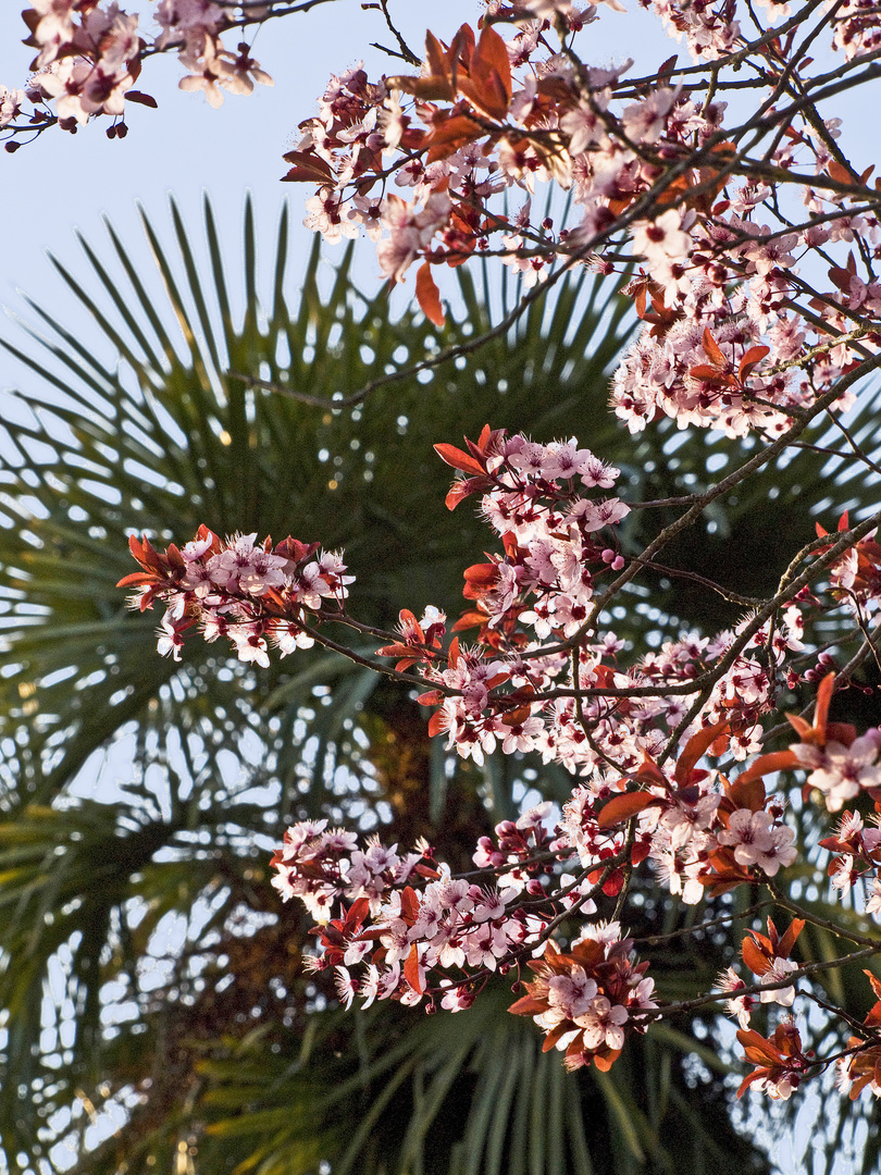 Le printemps près de chez moi