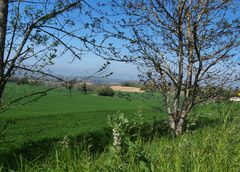 Le printemps près de chez moi