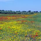 Le printemps près de El Fahs