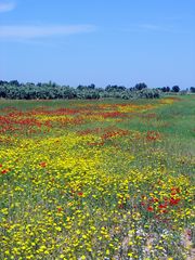 Le printemps près de El Fahs