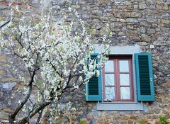 le printemps qui frappe à ma fenetre