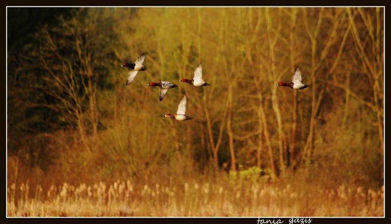 le printemps revient .................