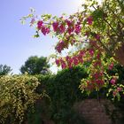 Le printemps s'est invité dans mon jardin !