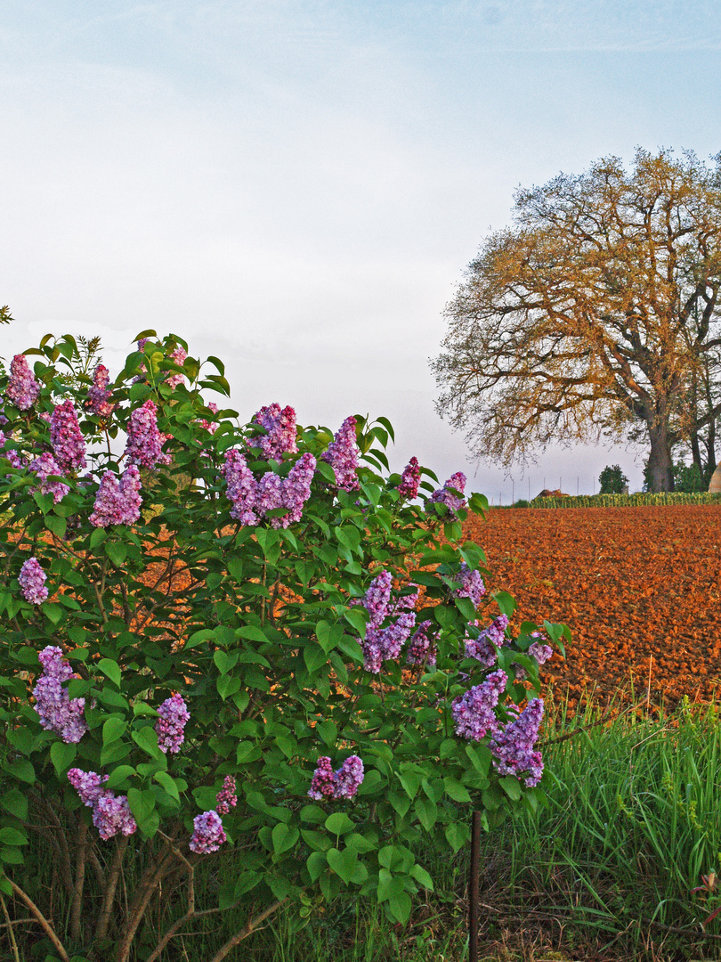 Le printemps tout simplement