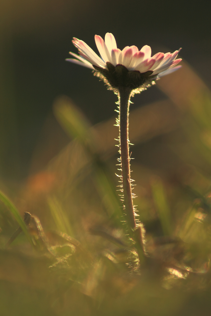 le printemps tout simplement