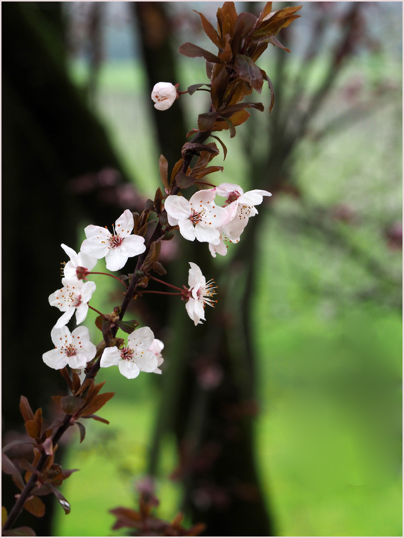 Le printemps tout simplement… !  --  Muscoline