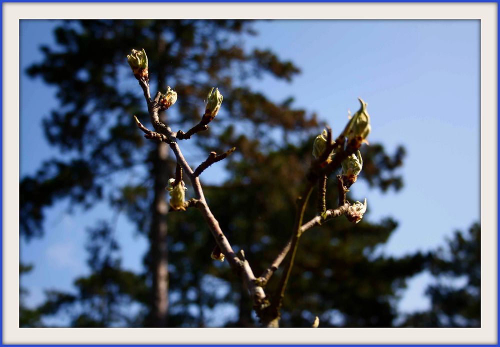 LE PRINTEMPS (version originale)