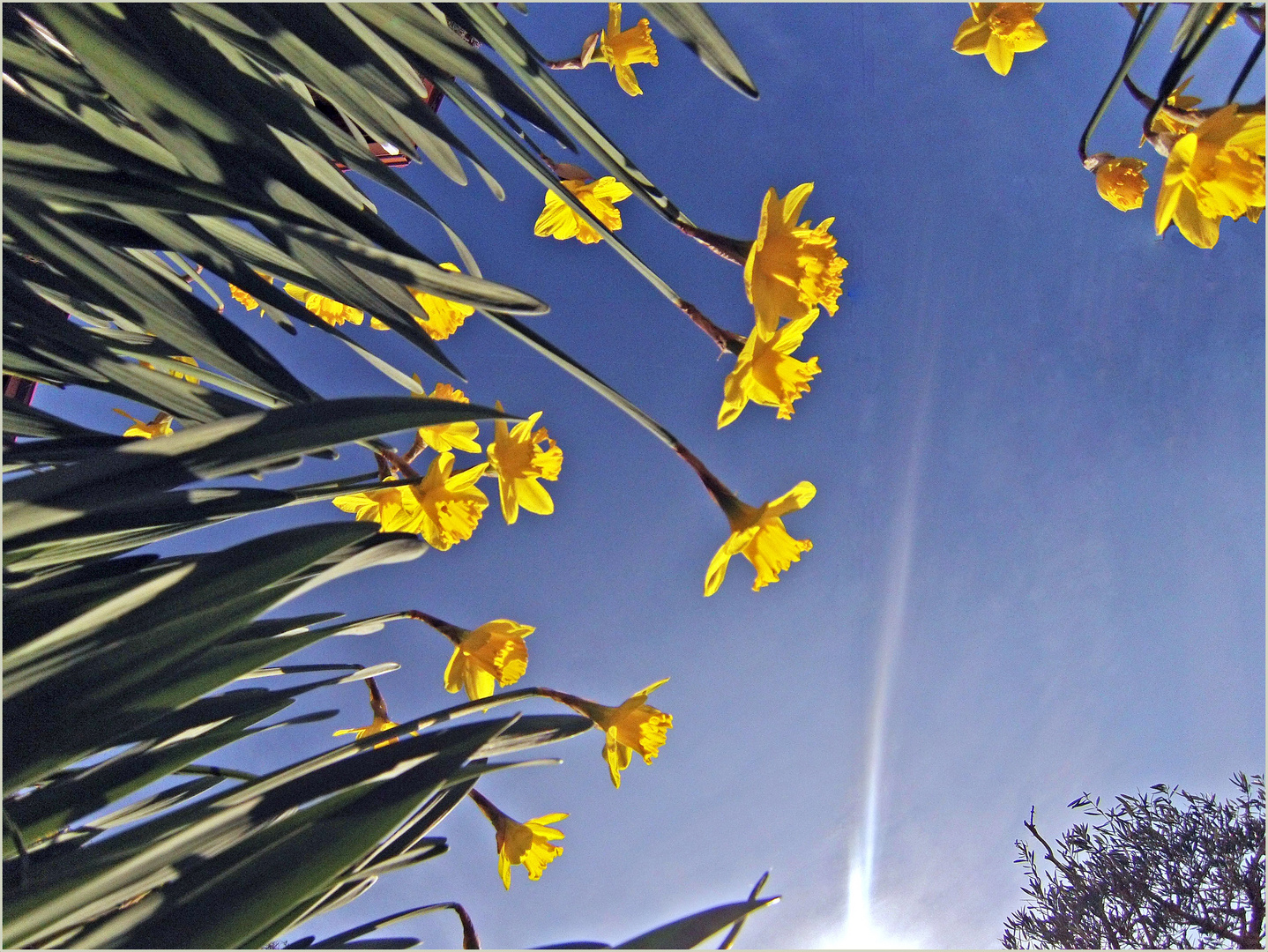 Le printemps vu par un lombric - Der Frühling von einem Regenwurm gesehen