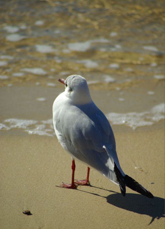 Le Promeneur du bord de mer