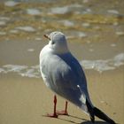 Le Promeneur du bord de mer