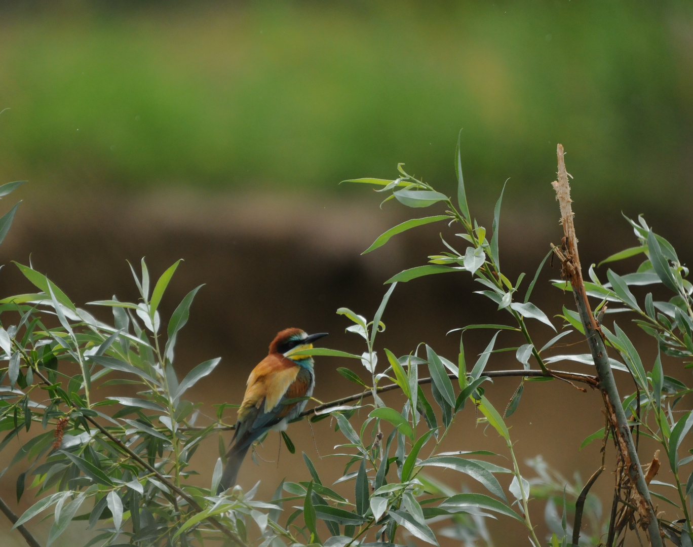 le pti oiseau de toutes les couleurs