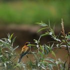 le pti oiseau de toutes les couleurs