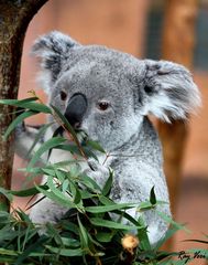 le P'tit Koala