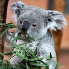le P'tit Koala