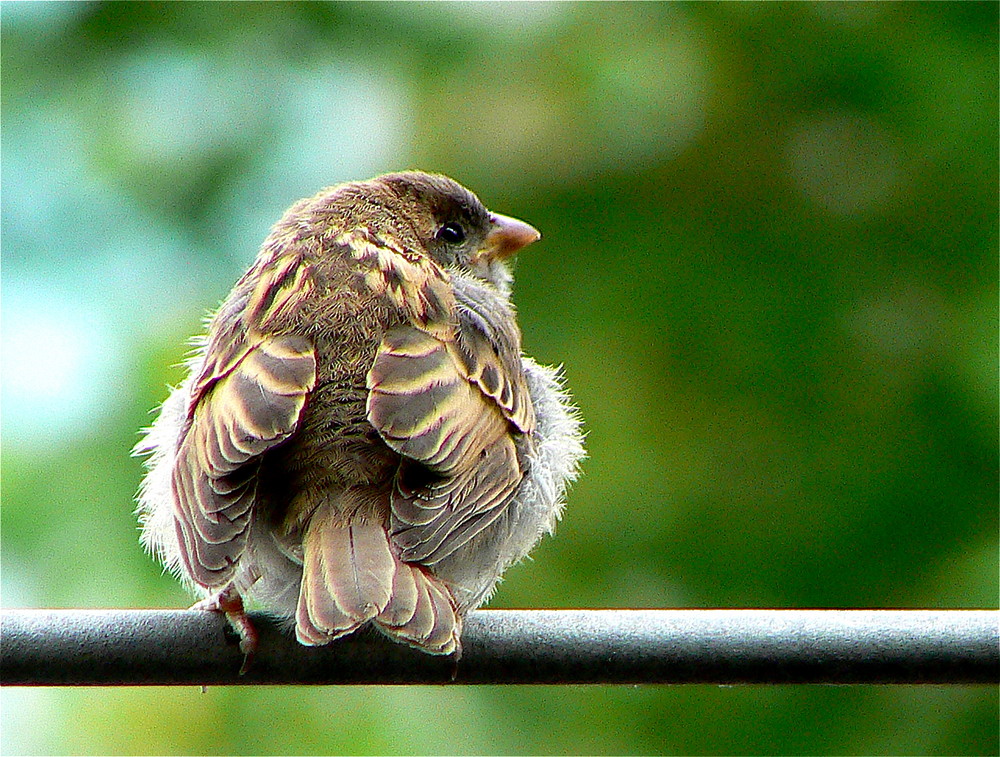 Le p'tit Moineau