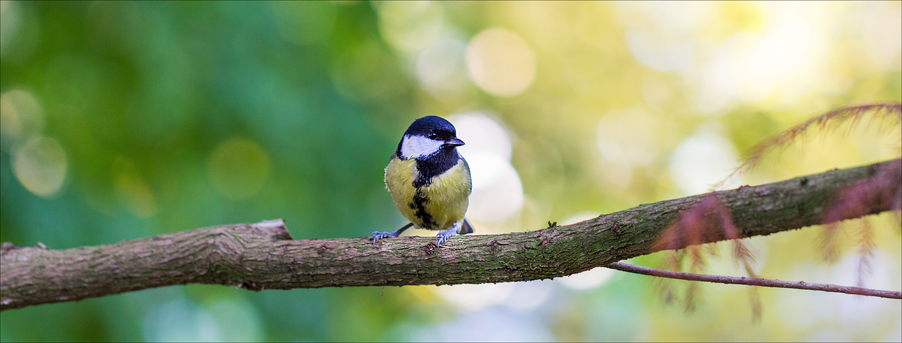 Le p'tit oiseau