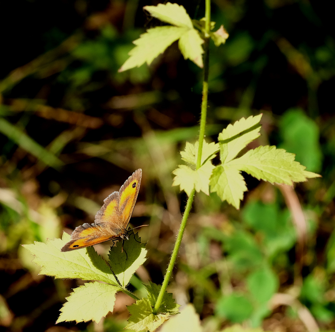 le p'tit papillon