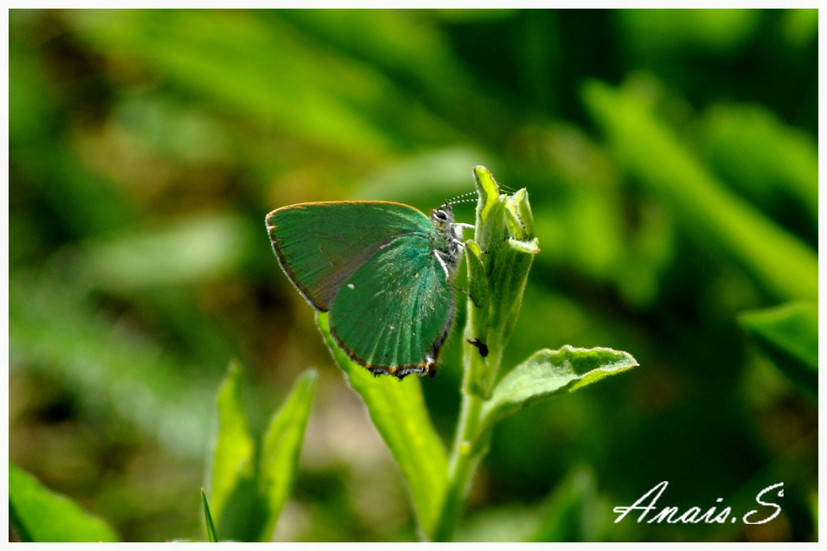 le ptit vert