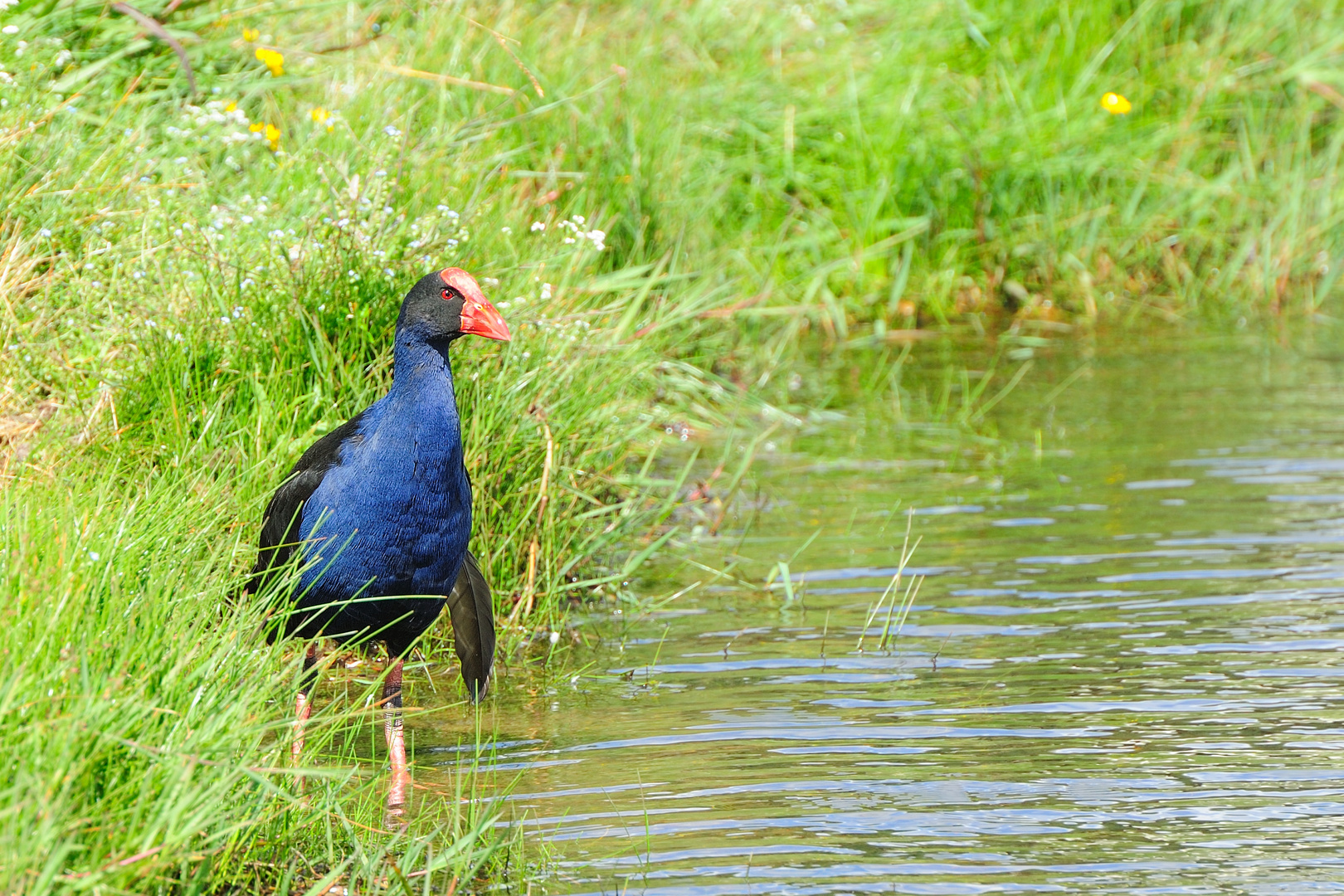 Le Pukeko perd ses plumes