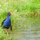 Le Pukeko perd ses plumes