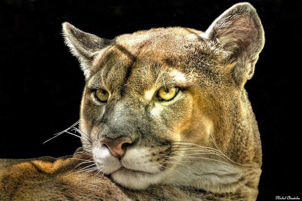 le puma photo et image animaux, animaux sauvages, nature Images