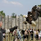 Le Pygargue a sorti les aérofreins pour atterir en douceur !