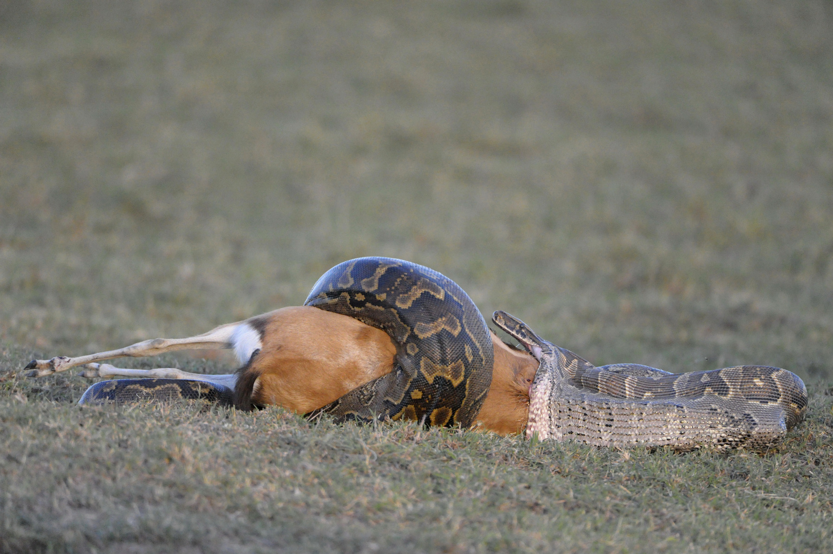 Le Python de Sebae et sa proie l' Impala