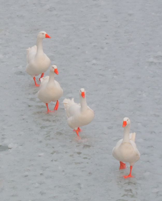 Le quattro dell'oca selvaggia