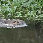 Le Ragondin roi des Rivières 