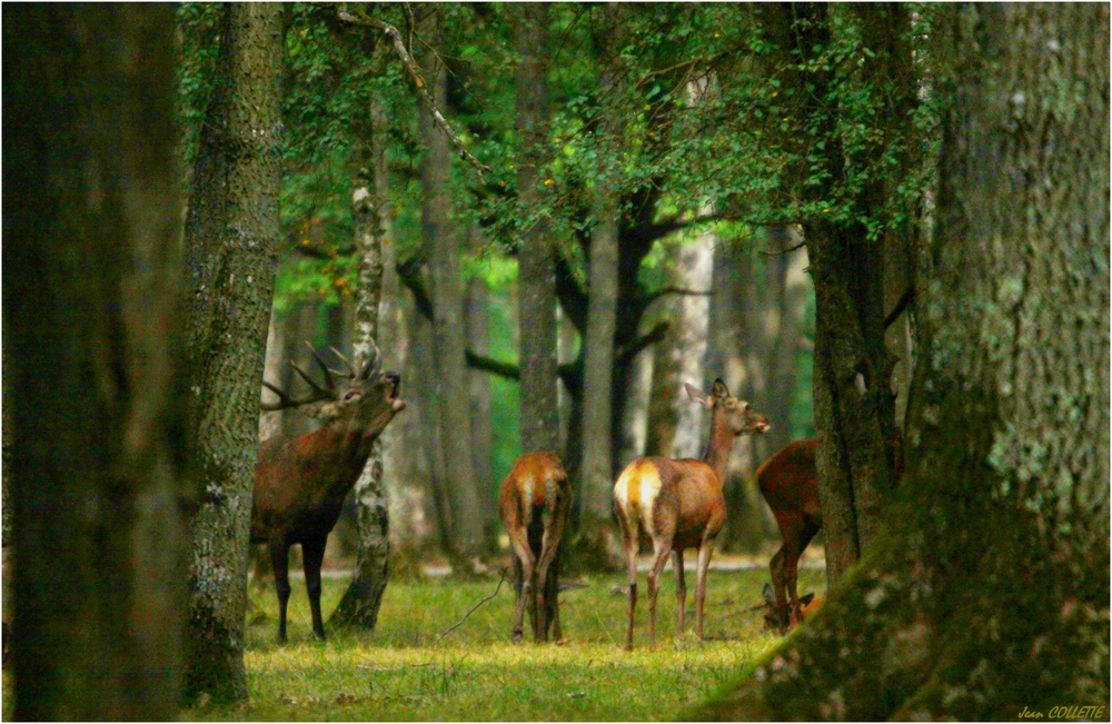 Le raire du grand "dix cors"