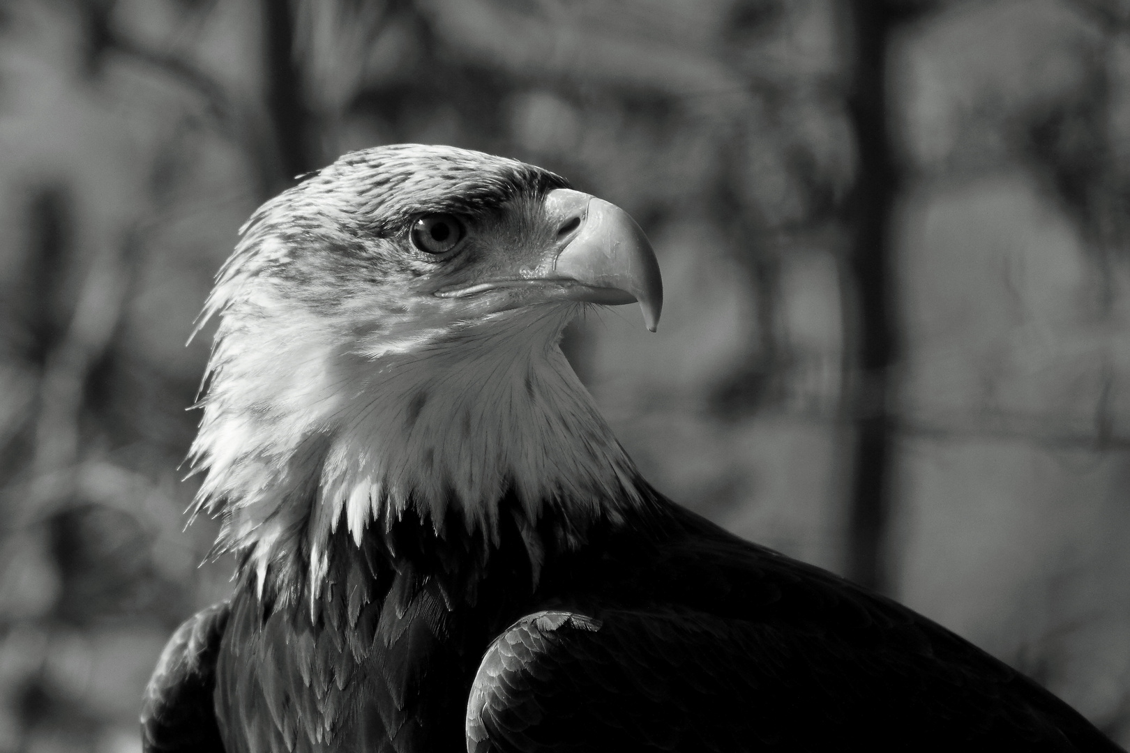 le rapace