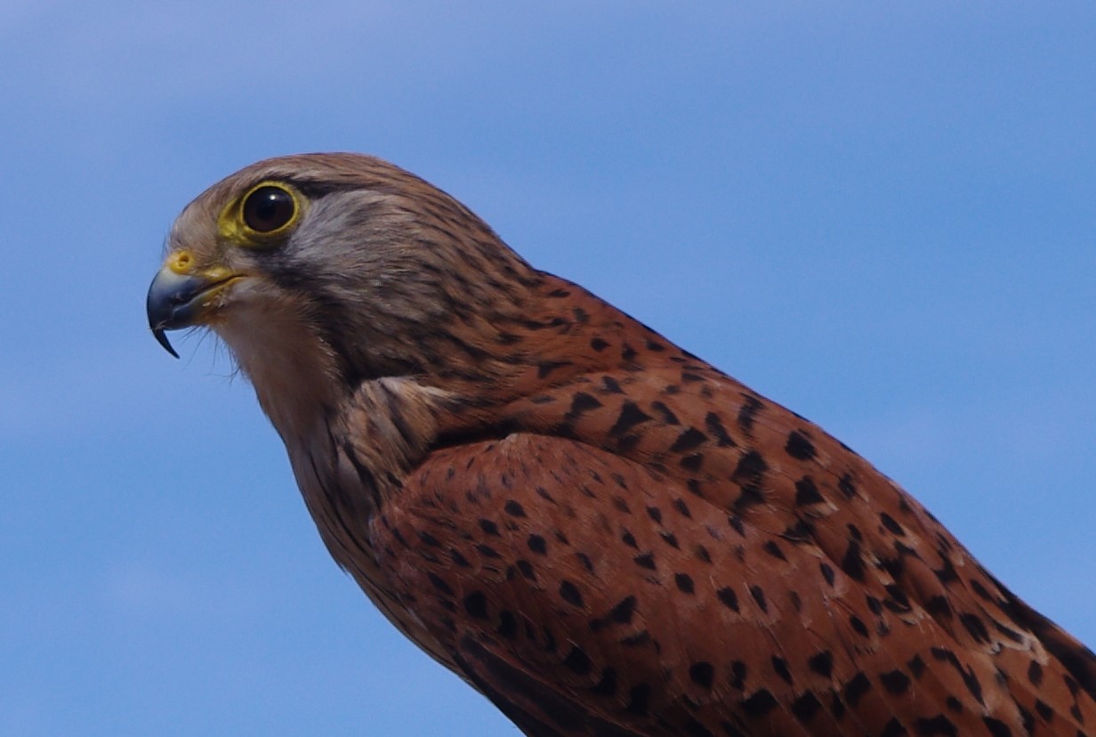 Le rapace de VALMY