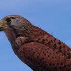 Le rapace de VALMY