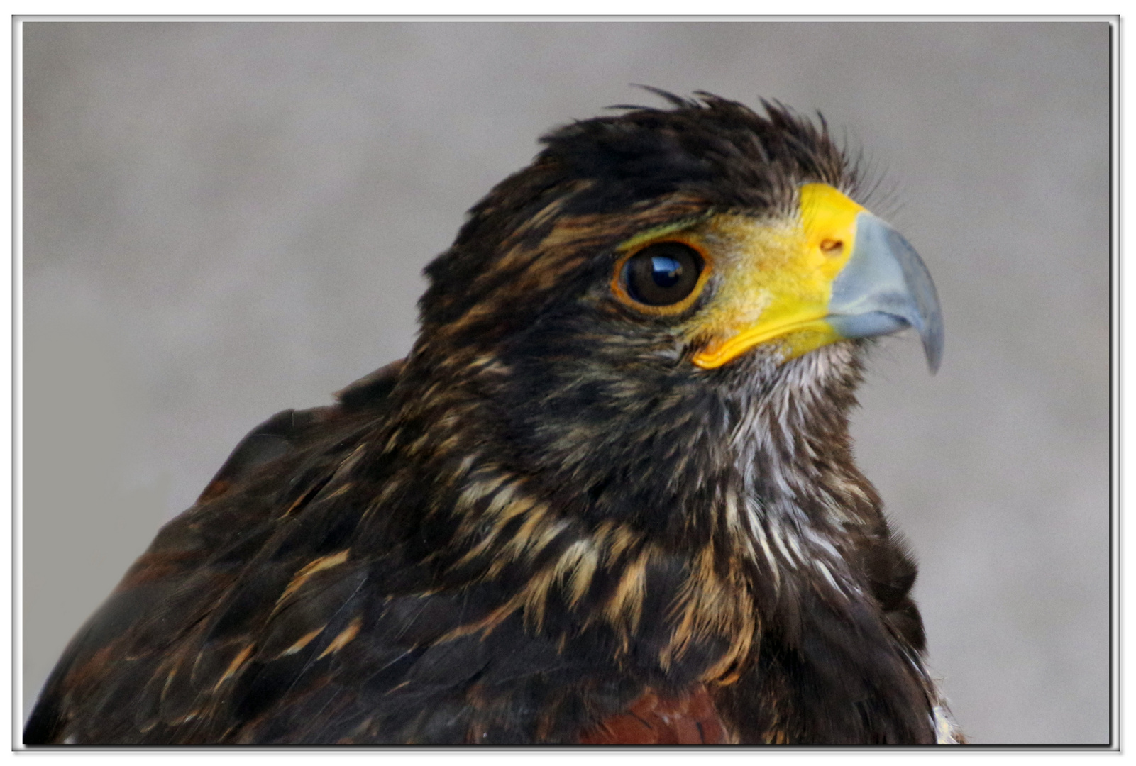 le rapace dèpeignè.....