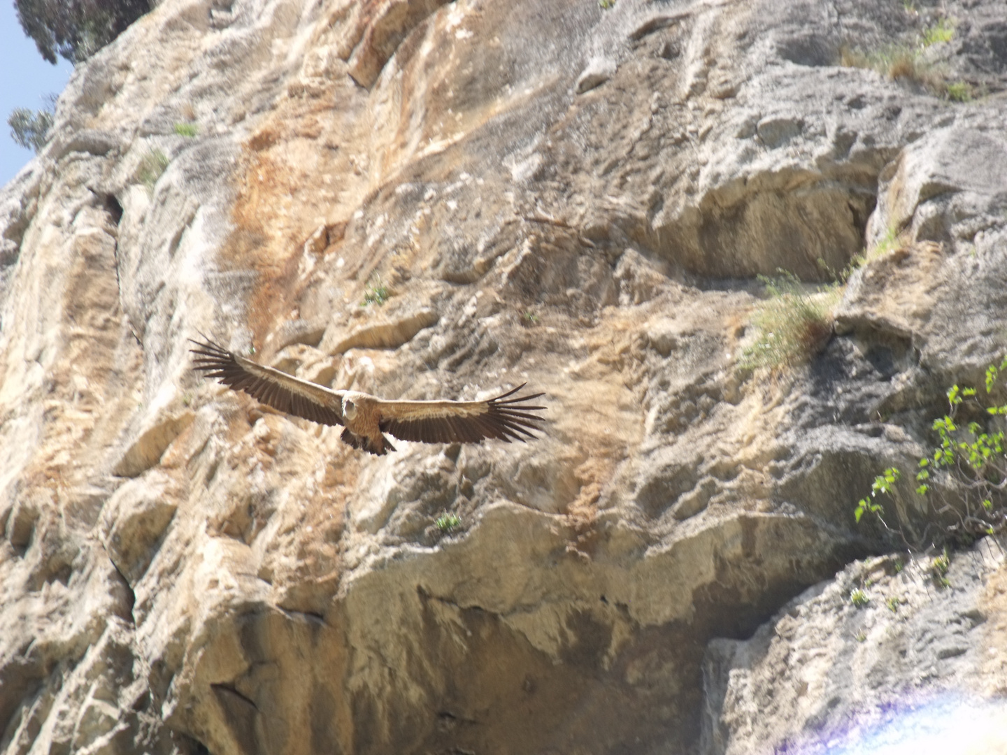 le rapace des bardenas