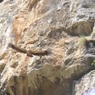 le rapace des bardenas