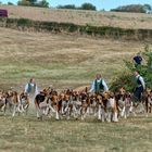 Le Rappel des Chiens 