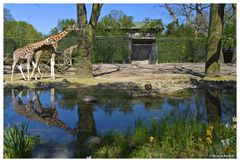 Le Reflektion des Girafes