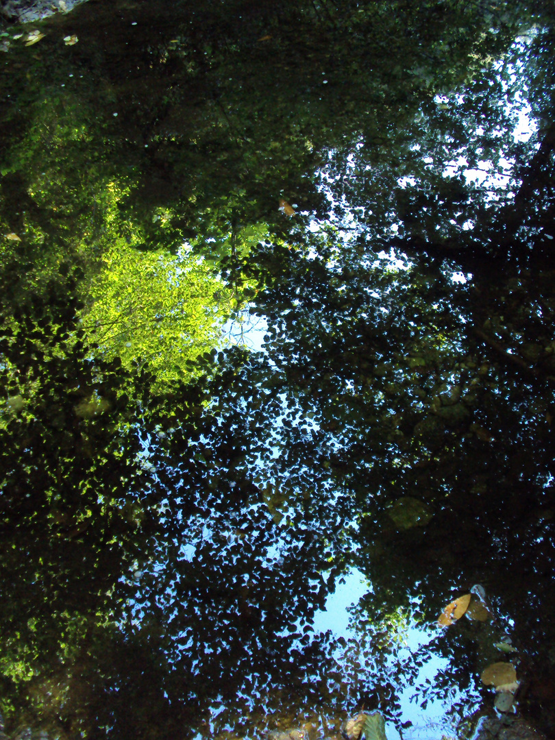 le refler des arbres sur l eau