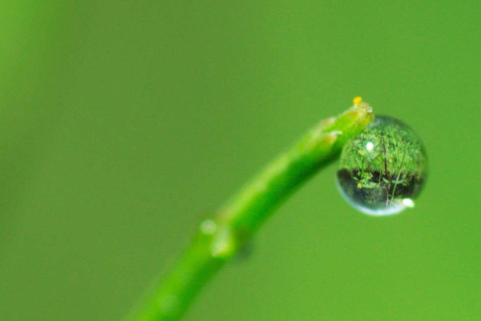 Le reflet dans la goutte