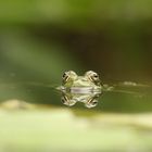 le reflet de la grenouille