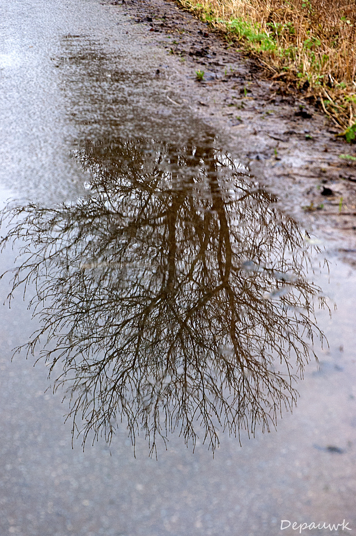 Le reflet d'un arbre