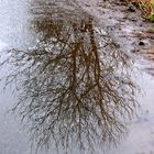 Le reflet d'un arbre